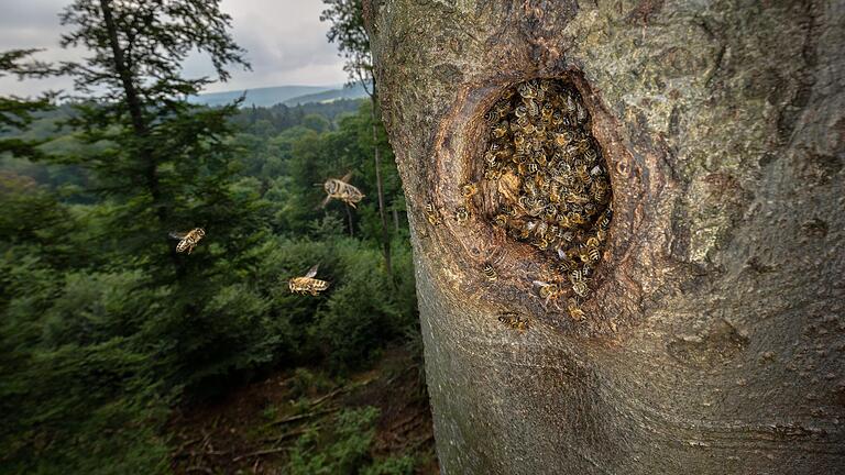 Bienennest in einer verlassenen Schwarzspecht-Höhle hoch über dem Waldboden