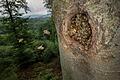 Bienennest in einer verlassenen Schwarzspecht-Höhle hoch über dem Waldboden