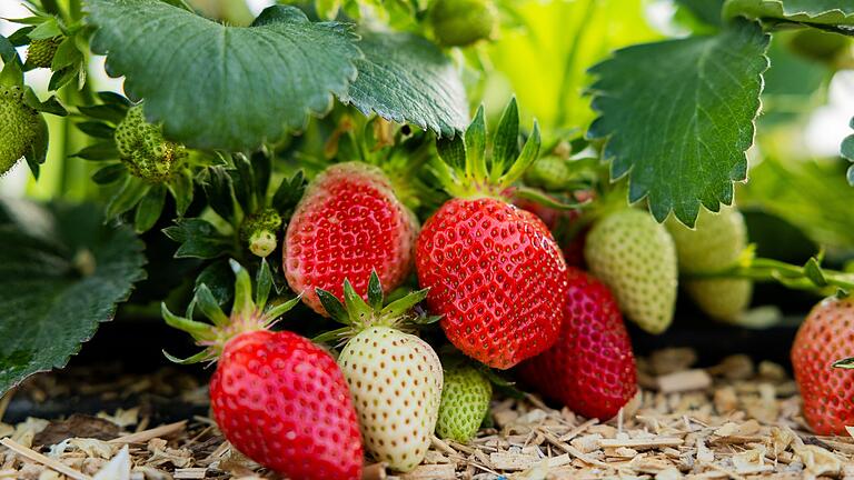 Süße Beute: Auf einem Karlburger Erdbeerfeld wurden Erdbeeren im Wert von 40 Euro entwendet.&nbsp;