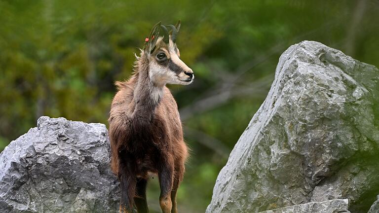 Alpentiere - Gämse       -  Die Verordnung der Regierung von Oberbayern zur Schonzeit in sogenannten Sanierungswäldern im Alpenraum beschäftigte den Bayerischen Verwaltungsgerichtshof. Die Richter setzten die Verordnung vorläufig außer Vollzug. (Symbolbild)