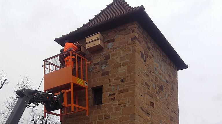 Mitarbeiter des städtischen Bauhofs brachten am ehemaligen Trafo-Turm an der Östlichen Allee in Gerolzhofen an der Westseite auch mehrere Nistkästen für Mauersegler an. An der anderen Seite wurden Greifvögel-Nistkästen befestigt, die hier im Bild schon rechts am Boden bereitliegen. Mitarbeiter des städtischen Bauhofs brachten am ehemaligen Trafo-Turm an der Östlichen Allee in Gerolzhofen an der Westseite auch mehrere Nistkästen für Mauersegler an. An der anderen Seite wurden Greifvögel-Nistkästen befestigt, die hier im Bild schon rechts am Boden bereitliegen.