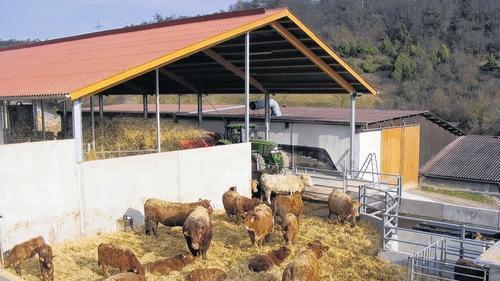 Paradiesische Zustände herrschen im neuen Kuhstall des Landwirts Richard Merklein in der Aschfelder Ostertalstraße. Im Bild die &bdquo;Sonnenterrasse&ldquo; des Neubaus. Im Hintergrund erneuert Richard Merklein mit einem Einstreugerät die Stroheinlage der Rinder.