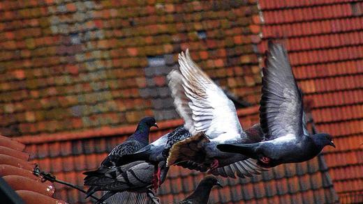 Ein Problem in Dettelbach: Tauben &ndash; hier auf einem Symbolfoto &ndash; plagen die Bewohner der Stadt. Jetzt wird nach einer Lösung gesucht.