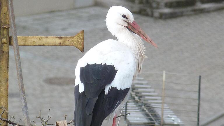 Hurra, der Geiselwinder Storch ist da! Hurra, der Geiselwinder Storch ist da!