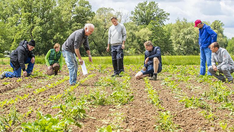 Begutachten die von Gänsen verursachten Schäden auf ihren Feldern (von links): Lothar Mühlfelder, Christine Hofmann, Rudi Ruß, Helmut Scharbert, Matthias Rippstein, Georg Hofmann und Daniel Diehm.&nbsp;