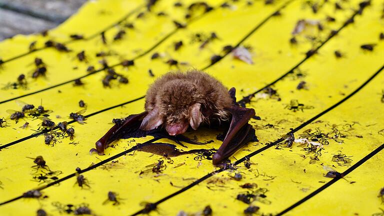 Fransenfledermaus auf Klebefalle       -  Der Landesbund für Vogel- und Naturschutz in Bayern warnt vor Klebefallen für Insekten: Wenn diese in Gärten oder auf Balkonen ausgelegt würden, könnten sich auch Vögel und Fledermäuse daran festkleben.