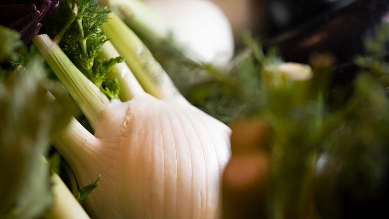 Eine Fenchelknolle       -  Die perfekte Zeit für Fenchel: Jetzt startet die Hauptsaison für das unterschätzte Gemüse mit dem süßlichen Anisaroma.