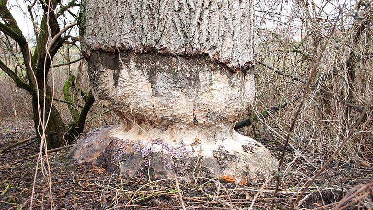 Bei Hafenlohr hat ein Biber einen großen Baum angenagt - zur Gefahr wird dieser aber nicht.