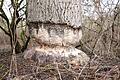 Bei Hafenlohr hat ein Biber einen großen Baum angenagt - zur Gefahr wird dieser aber nicht.