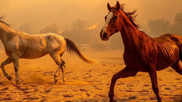 Waldbrände in Kalifornien       -  Das Feuer ist nur zu einem kleinen Teil unter Kontrolle.