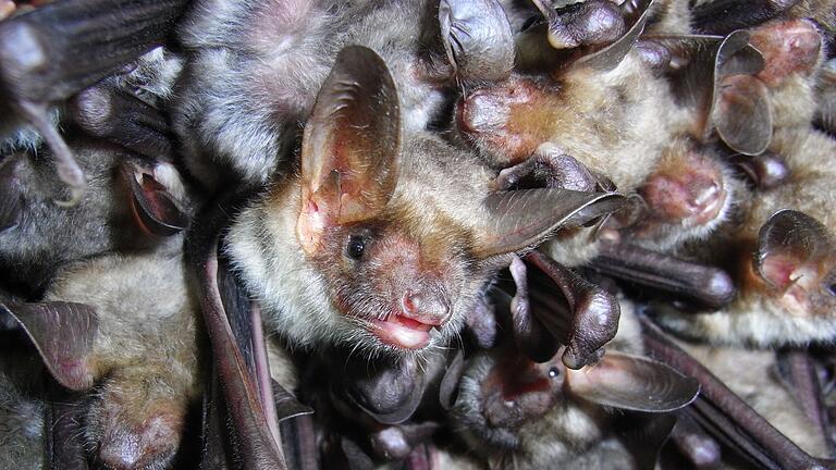 Fledermäuse, wie das Großes Mausohr, können durch nächtliche Beleuchtung beeinträchtigt werden. Fledermäuse, wie das Großes Mausohr, können durch nächtliche Beleuchtung beeinträchtigt werden. 