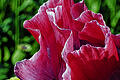 Schön und gesund: Mohn aus Fuchsstadt       -  (ww)   Mit wunderschönen rosa Blüten begeisterte vor kurzem noch der Backmohn auf einem Feld in Fuchsstadt die Menschen. Kälte und Feuchtigkeit hat er offenbar gut überstanden. Landwirt Helmut Kleinschroth erwartet eine durchschnittliche Ernte. Die schwarzen Samen werden zu großen Teilen in der Würzburger Bäckerei Schiffer verbacken. Aus einem Teil lässt Kleinschroth in einer Augsburger Mühle ein Öl pressen. Einen Liter reines Öl gewinnt man in Kaltpressung aus drei Kilogramm Mohn. Laut Kleinschroth soll es sehr hochwertig sein, jede Menge mehrfach ungesättigte Fettsäuren, viel Vitamin E und wenig Cholesterin enthalten. Wer mehr über den Mohn erfahren will, sollte am 18. August zum Mohnday nach Fuchsstadt kommen. Das Fest neben dem Sportplatz beginnt um 9.30 Uhr mit einem Gottesdienst, für 14 Uhr ist bei schönem Wetter die Mohnernte mit dem Mähdrescher geplant.