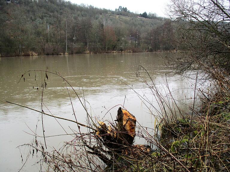 Auch, aber nicht nur direkt am Fluss wird vom Biber abgeholzt. Auch, aber nicht nur direkt am Fluss wird vom Biber abgeholzt.