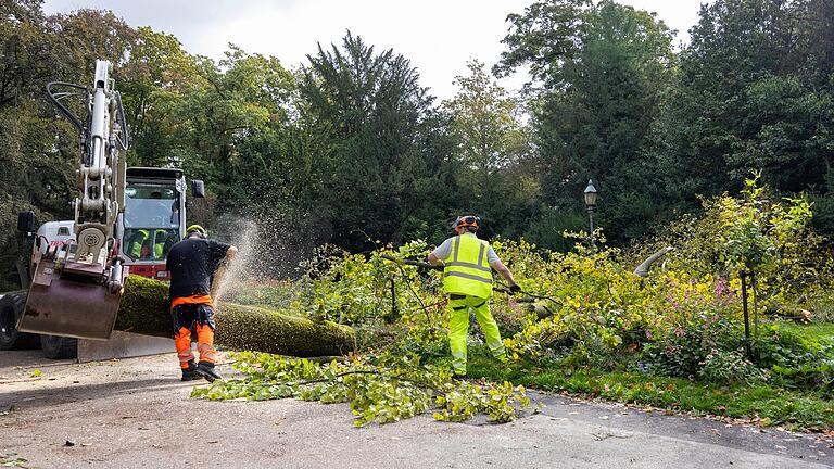 Die im Würzburger Ringpark hinter dem Justizzentrum umgefallene Buche wurde zerkleinert und zu weiteren Untersuchungen abtransportiert.