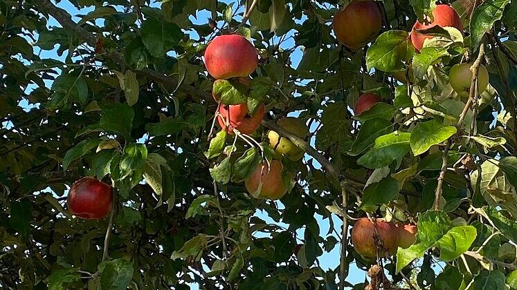 Auf Wiesen, an Wegen und Straßen im Landkreis stehen viele Obstbäume. Längst nicht das ganze Obst wird genutzt.