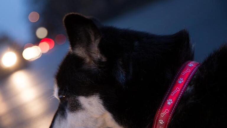Mit reflektierenden Halsbändern werden Hunde in der Dunkelheit besser gesehen. Foto: Florian Schuh/dpa-tmn       -  Wer häufig in der Dunkelheit mit seinem Hund spazieren geht, sollte auf ein Halsband mit Reflektoren setzen.