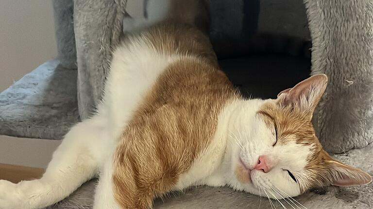 Ein Bild aus besseren Tagen: Sunny fühlt sich auf ihrem Kratzbaum rundum wohl. Ein Bild aus besseren Tagen: Sunny fühlt sich auf ihrem Kratzbaum rundum wohl.