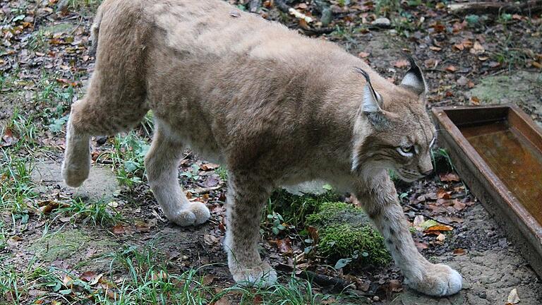 Gibts da was zum Fressen? Luchs Rufus ist bereit für die nächste Fütterung. Gibts da was zum Fressen? Luchs Rufus ist bereit für die nächste Fütterung.