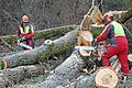 Fallende Bäume bei der Holzernte stellen eine Gefahr für Spaziergänger dar.       -  Fallende Bäume bei der Holzernte stellen eine Gefahr für Spaziergänger dar.