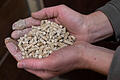 Pellets Heizung Pelletheizung.jpg       -  Mit Pellets lassen sich Wärme erzeugen. Die Heizmethode hat jedoch Schattenseiten.