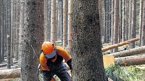 Vorsicht, Baum fällt: Die häufige Arbeit mit der Kettensäge macht den Beruf des Forstwirts gefährlich.
