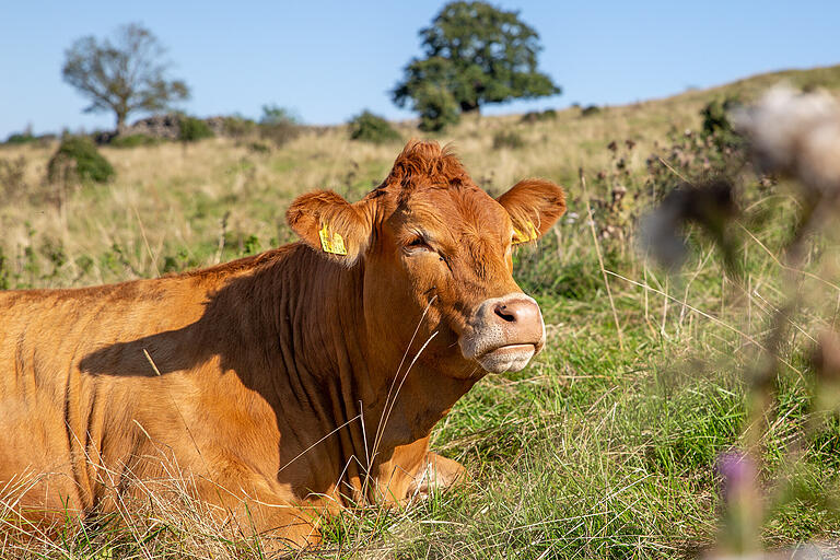 Hutungen - unregelmäßig beweidete Weide- und Wiesenflächen - prägten und prägen die Landschaft im UNESCO-Biosphärenreservat. Hutungen - unregelmäßig beweidete Weide- und Wiesenflächen - prägten und prägen die Landschaft im UNESCO-Biosphärenreservat.