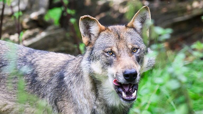 Gericht: Wölfe müssen auch in Österreich geschützt werden       -  Ein Urteil zur Jagd auf Wölfe sorgt für neuen Zündstoff. (Illustration)