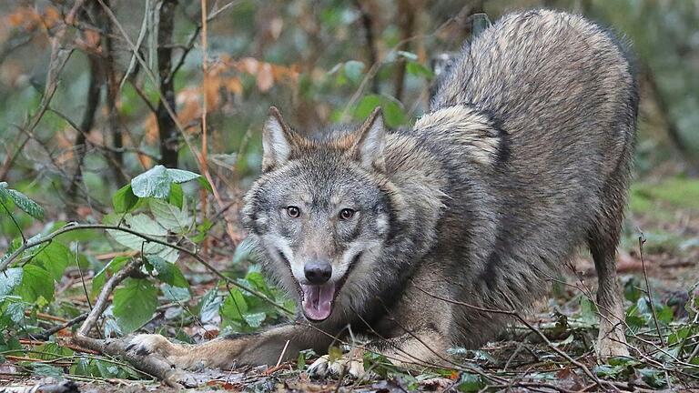 Nuka ist inzwischen kein Welpe mehr, sondern ein Jugendlicher. Er hat fast seine vollständige Größe erreicht. Er wiegt 22 Kilo, ist aber noch nicht geschlechtsreif. Nuka ist inzwischen kein Welpe mehr, sondern ein Jugendlicher. Er hat fast seine vollständige Größe erreicht. Er wiegt 22 Kilo, ist aber noch nicht geschlechtsreif.