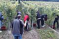 Die Praxisklasse bei der Weinlese.