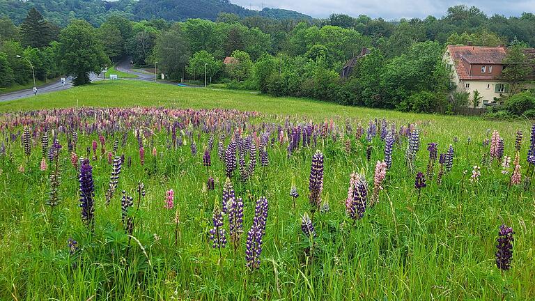 Eine invasive Augenweide aus Lupinen in allen Farben bot sich im Mai auf einer Wiese zwischen Nordring und der Rückseite der Kisssalis-Therme in Bad Kissingen. Eine invasive Augenweide aus Lupinen in allen Farben bot sich im Mai auf einer Wiese zwischen Nordring und der Rückseite der Kisssalis-Therme in Bad Kissingen.