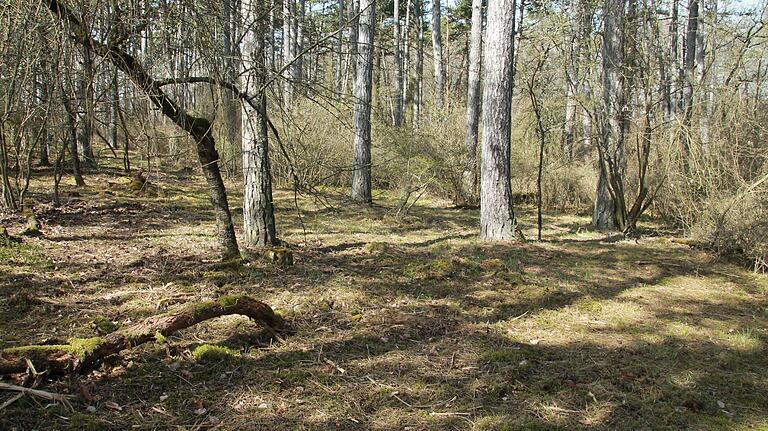 Der Landschaftspflegeverband hat im 'Rosenholz' bei Gambach Flächenstücke entbuscht. Der Landschaftspflegeverband hat im 'Rosenholz' bei Gambach Flächenstücke entbuscht.
