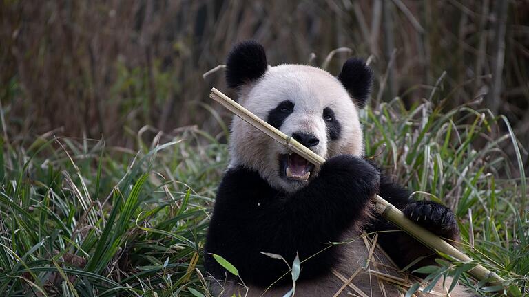 Pandaweibchen Meng Meng       -  2019 brachte Meng Meng die Zwillinge Pit und Paule zur Welt. (Archivbild)