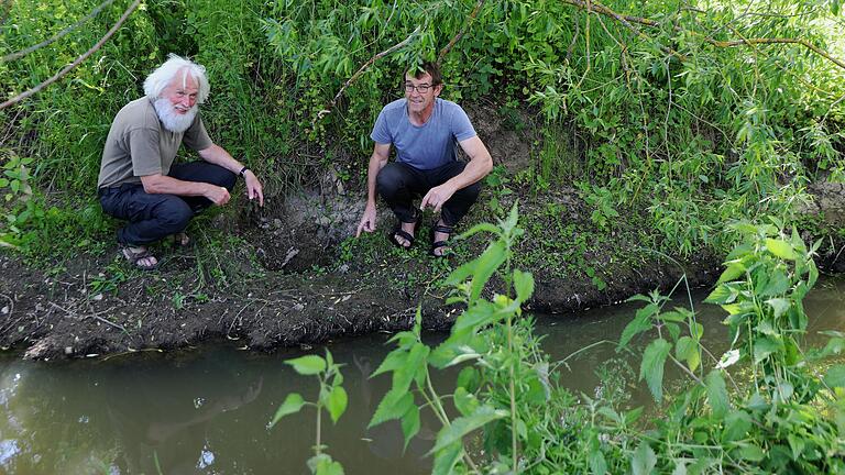 Franz Eder (links) und Edgar Weiß von der Ortsgruppe Werntal des Bundes Naturschutz zeigen den freigelegten Biberkessel an der Schwabach.