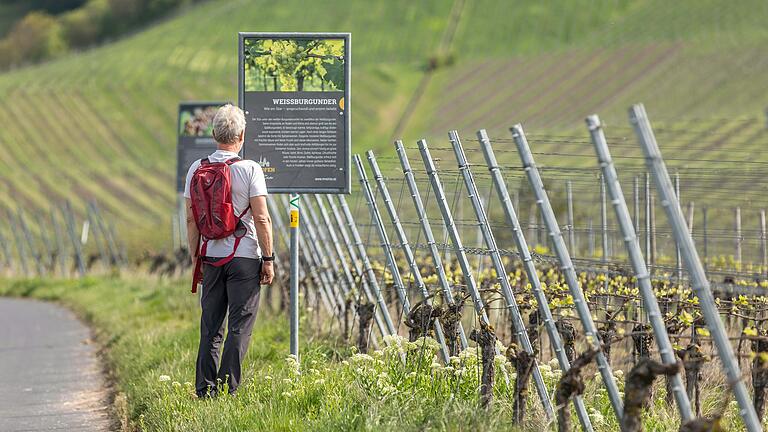 Nichts wie raus in die Natur: Vor allem am Samstag wird es in Mainfranken frühlingshaft warm. Gelegenheit zum Beispiel für eine Wanderung wie hier bei Iphofen (Lkr. Kitzingen).