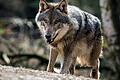 Wölfe       -  Jetzt ist er wieder da. Bis zu seiner vorläufigen Ausrottung vor fast 200 Jahren war der Wolf (hier ein Foto aus Brandenburg) lange Zeit in den Haßbergen, in der Rhön und im Grabfeld beheimatet.
