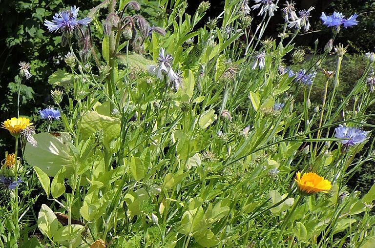 Der eigene Garten ist für viele Menschen ein Ort der Erholung. Der eigene Garten ist für viele Menschen ein Ort der Erholung.