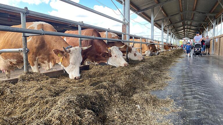 Völlig unbeeindruckt zeigten sich die Bewohnerinnen des Milchviehstalls von den zahlreichen Besucherinnen und Besuchern am Tag der offenen Tür auf dem Heuwiesenhof in Gissigheim.
