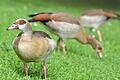 Nilgänse lieben kurze Gräser.