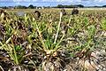 Ein Rübenacker bei Rittershausen Anfang Oktober zeigt deutlich, welche Schäden Stolbur, SBR und der Cercospora-Pilz hinterlassen haben.