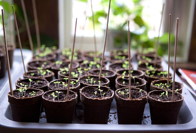 Im Januar ist Zeit, sich einen Gartenkalender für das nächste Jahr anzulegen und zu beginnen, Pflanzen drinnen zu ziehen.