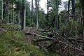 BUND-Naturschutz-Waldreferent im Interview: Warum der Nationalpark Steigerwald kommen wird
