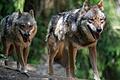 Wölfe gehen in einem Tierpark in der Oberpfalz durch ihr Gehege. Seit 2017 haben die Wildtierexperten des Bayerischen Landesamts für Umwelt 21 'Einzelnachweise' von Wölfen in Unterfranken dokumentiert.