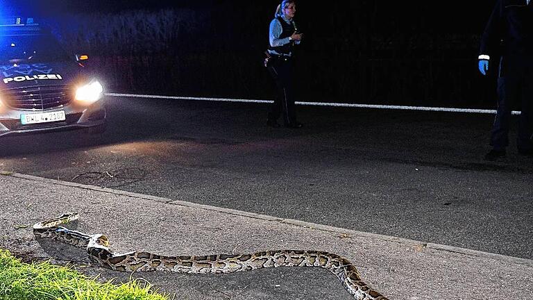 Vier Meter lange Schlange auf Rastplatz gefunden - Ein rund vier Meter langer Python wurde auf einem Parkplatz an der B 29 in Lorch gefunden. Ein Tierarzt stellte den Tod der Schlange fest. Wie sie dorthin gelangte, war zunächst unklar. Vier Meter lange Schlange auf Rastplatz gefunden - Ein rund vier Meter langer Python wurde auf einem Parkplatz an der B 29 in Lorch gefunden. Ein Tierarzt stellte den Tod der Schlange fest. Wie sie dorthin gelangte, war zunächst unklar.