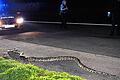Vier Meter lange Schlange auf Rastplatz gefunden       -  Ein rund vier Meter langer Python wurde auf einem Parkplatz an der B 29 in Lorch gefunden. Ein Tierarzt stellte den Tod der Schlange fest. Wie sie dorthin gelangte, war zunächst unklar.