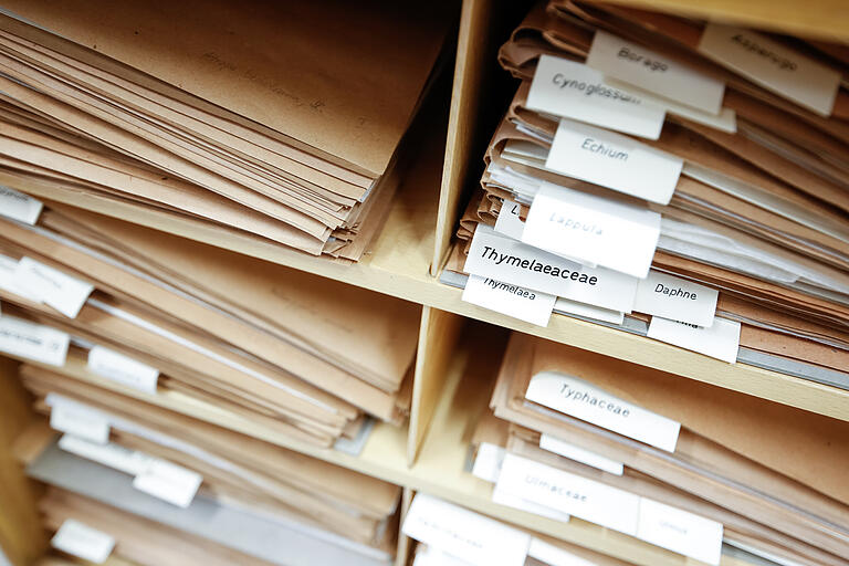 Trocken, staubfrei: In großen Mappen liegen die Belege. Trocken, staubfrei: In großen Mappen liegen die Belege.