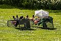 Palmengarten Frankfurt.jpeg       -  Es gibt Generationen, die nehmen sich schon in jungen Jahren eine Auszeit, die sogenannte „Mikro-Rente“