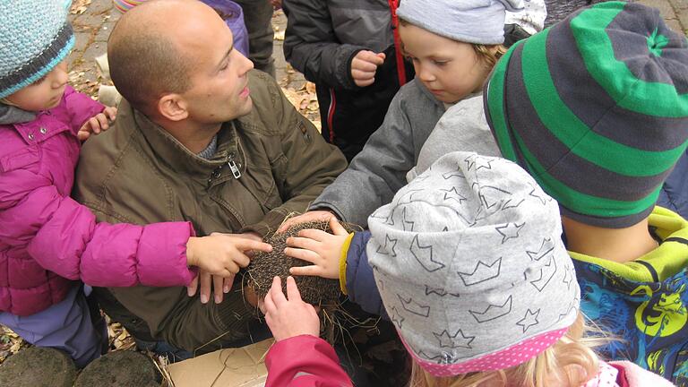 Beim Naturtag im Kindergarten Urspringen ging es unter anderem um den Igel. Beim Naturtag im Kindergarten Urspringen ging es unter anderem um den Igel.