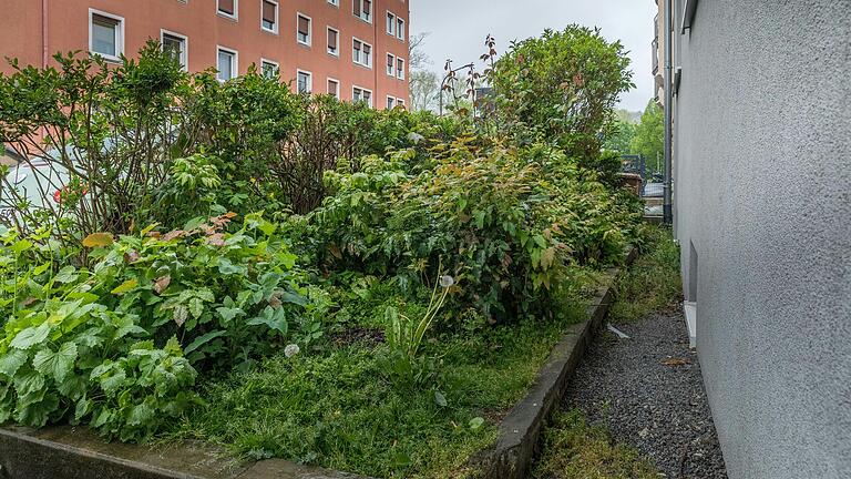 Blick in den Vorgarten des Hauses in der Arndtstraße 3 in Würzburg.