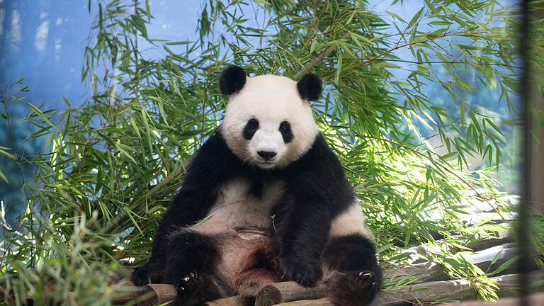 Bademeister-Job für Mini-Hippo Toni scheinbar gefragt       -  Die schwangere Panda-Dame braucht aktuell viel Ruhe.