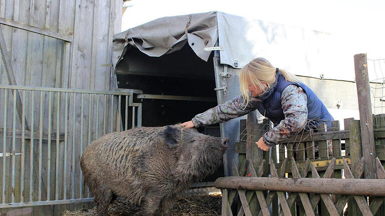 Reichlich Weintrauben haben geholfen, 'Odin' den Transportanhänger schmackhaft zu machen. In dem ist das handzahme Wildschwein von dem alten Bauernhof in Neuwirtshaus in den Wildpark Schollbrunn in den Spessart umgezogen. Eineinhalb Jahre hatten Förster Tobias Wallrapp und seine Lebensgefährtin Diana Krämer der Sau Asyl in einem ausrangierten Hühnerstall gewährt. Foto: Tobias Wallrapp - Reichlich Weintrauben haben geholfen, 'Odin' den Transportanhänger schmackhaft zu machen. In dem ist das handzahme Wildschwein von dem alten Bauernhof in Neuwirtshaus in den Wildpark Schollbrunn in den Spessart umgezogen. Eineinhalb Jahre hatten Förster Tobias Wallrapp und seine Lebensgefährtin Diana Krämer der Sau Asyl in einem ausrangierten Hühnerstall gewährt. Foto: Tobias Wallrapp Reichlich Weintrauben haben geholfen, 'Odin' den Transportanhänger schmackhaft zu machen. In dem ist das handzahme Wildschwein von dem alten Bauernhof in Neuwirtshaus in den Wildpark Schollbrunn in den Spessart umgezogen. Eineinhalb Jahre hatten Förster Tobias Wallrapp und seine Lebensgefährtin Diana Krämer der Sau Asyl in einem ausrangierten Hühnerstall gewährt. Foto: Tobias Wallrapp - Reichlich Weintrauben haben geholfen, 'Odin' den Transportanhänger schmackhaft zu machen. In dem ist das handzahme Wildschwein von dem alten Bauernhof in Neuwirtshaus in den Wildpark Schollbrunn in den Spessart umgezogen. Eineinhalb Jahre hatten Förster Tobias Wallrapp und seine Lebensgefährtin Diana Krämer der Sau Asyl in einem ausrangierten Hühnerstall gewährt. Foto: Tobias Wallrapp